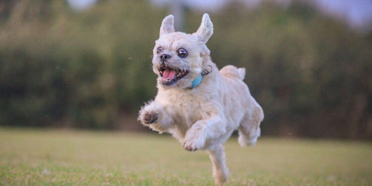 A RSPCA photograph of a dog running across a field