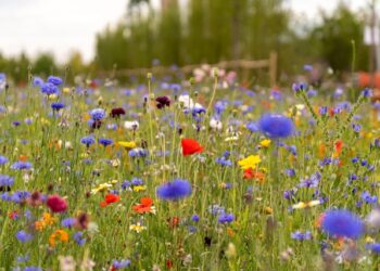 A wild meadow
